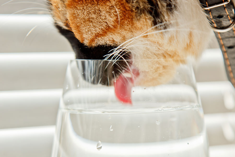 foto del gatto che beve acqua